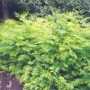 Ash Leaf False Spirea #2 - Image 2